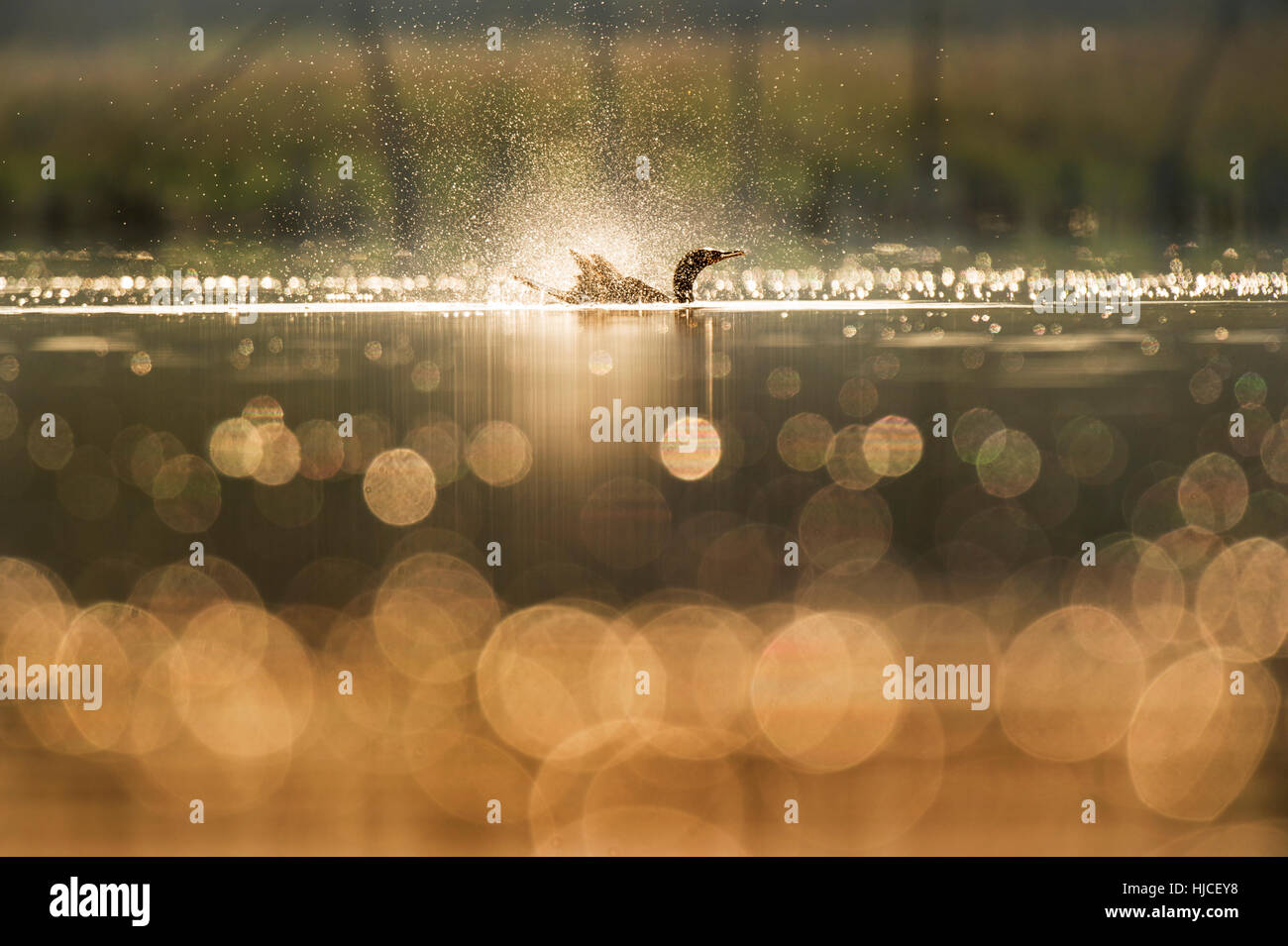 Un doppio di cormorani crestato schizzi violentemente sulla superficie dell'acqua come il sole del mattino rende l'uccello e bolle piccole candele. Foto Stock