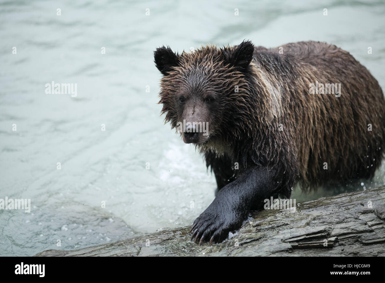 Orso bruno la pesca dal fiume Chilkoot (Ursus arctos), Alaska, Chilkoot Fiume, Vicino Haines, presa 10.13 Foto Stock