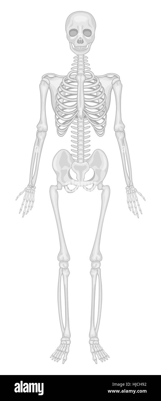 Le gambe, salute, isolata, medicalmente, medico, scienza, maschio, maschile, umano, Foto Stock