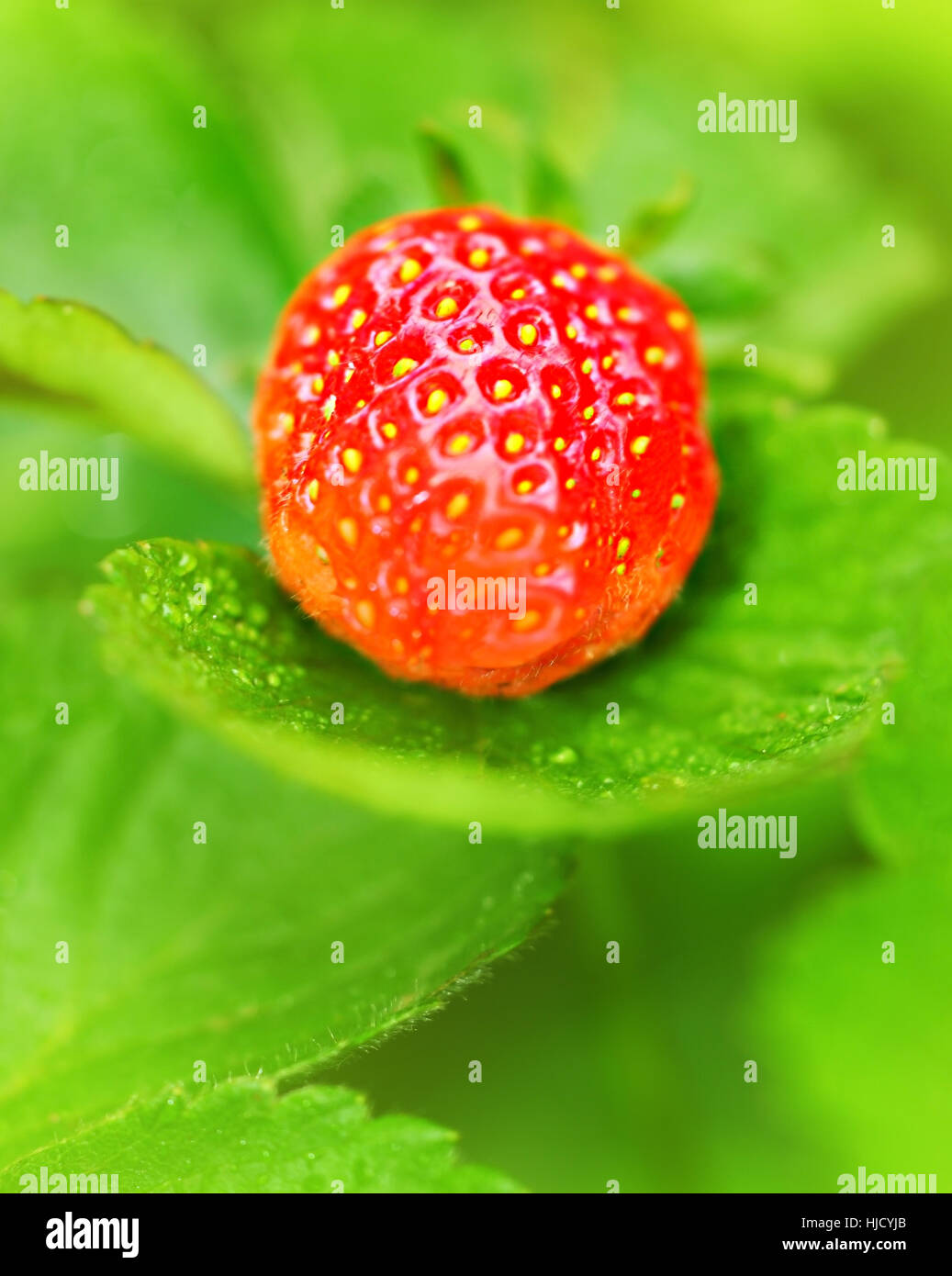Dolce, giardino, estate, summerly mature, fragola, Berry, gustoso, fresche, cibo, Foto Stock