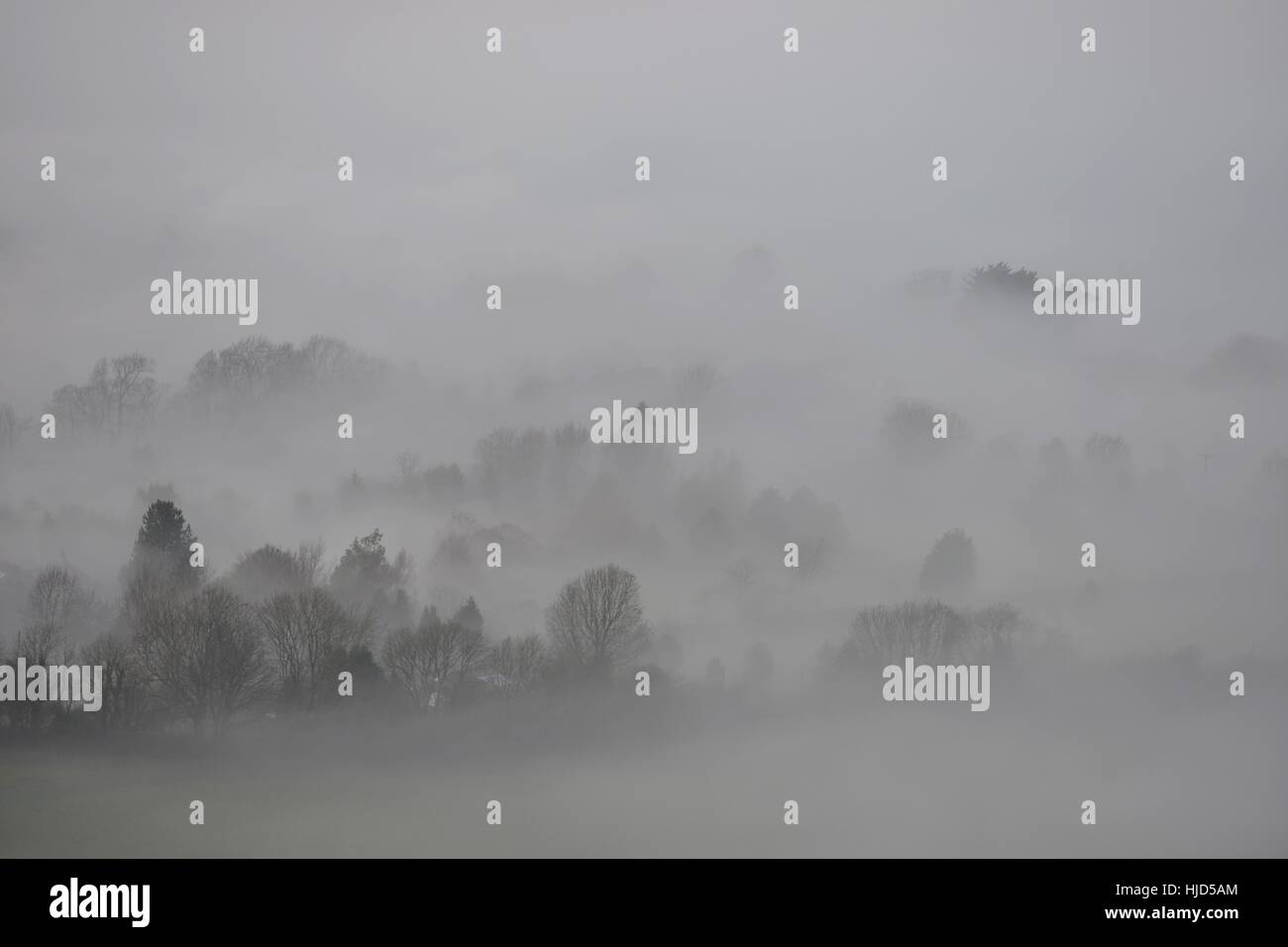 Tress inserimenti attraverso basse nubi e nebbia ©Peter Cripps/Alamy Live News Foto Stock