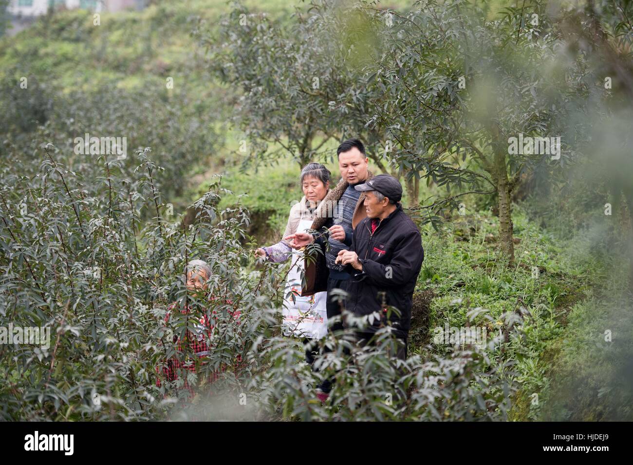 Chongqing, della Cina di Chongqing. Xix gen, 2017. Un'agricoltura membro del personale tecnico (seconda R) guide Guanxiao Qin (1R) su pepper la semina in Chunan villaggio nella contea di Fengdu, a sud-ovest della Cina di Chongqing. Beneficiato di riduzione della povertà piano, Qin Guanxiao di una volta la povertà-famiglia sticken ha ottenuto un lavoro regolare come dustman e impegnato in un progetto di piantagione e allevamento supportato dal governo, che ha sollevato lui fuori della povertà. Credito: Liu Chan/Xinhua/Alamy Live News Foto Stock