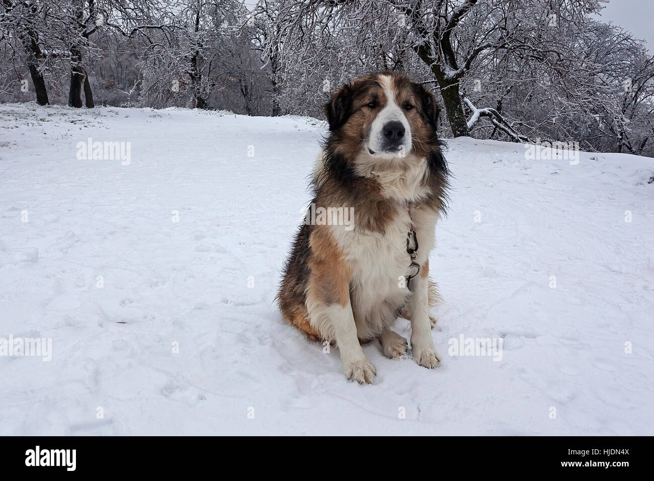 Cane da guardia nel cortile coperto di neve Foto Stock