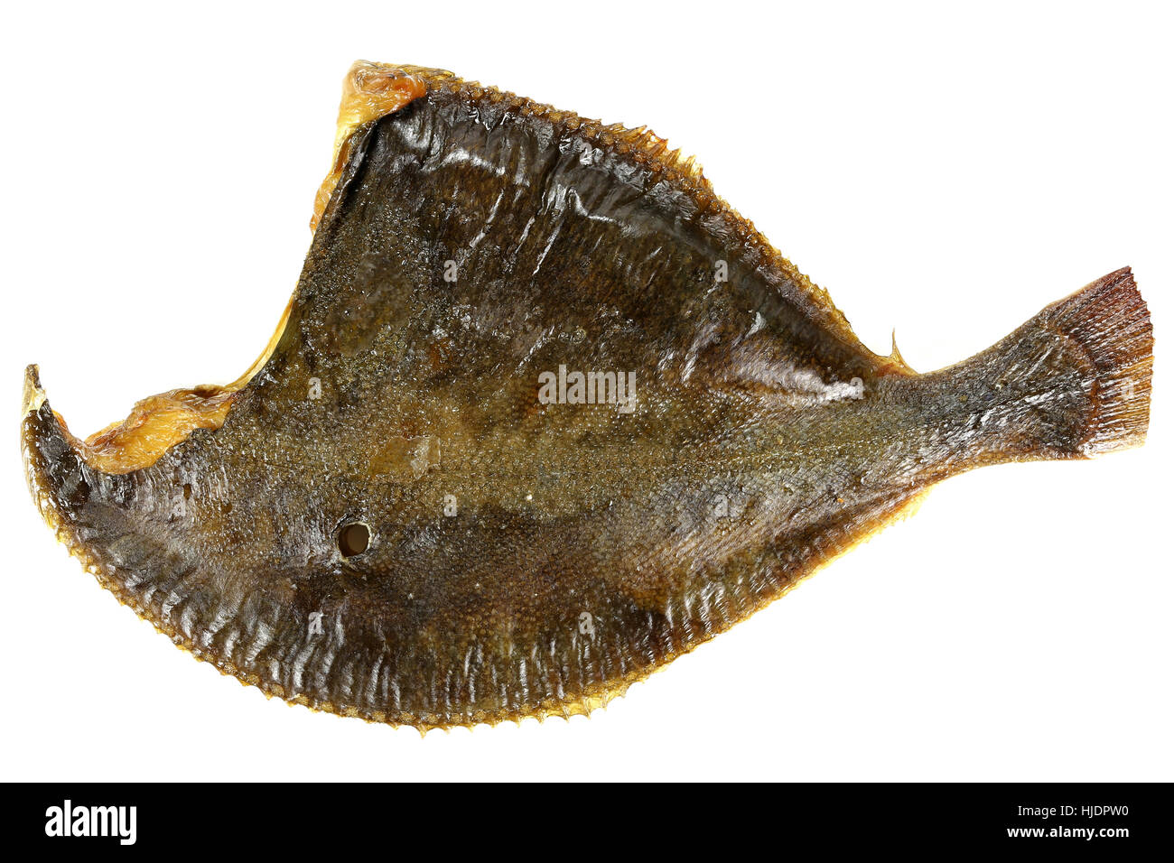 La Passera pianuzza affumicato isolati su sfondo bianco Foto Stock