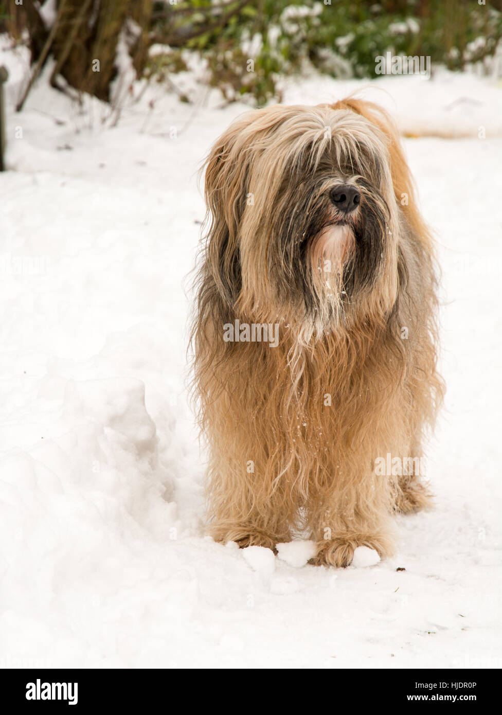 Capelli lunghi Tibetan Terrier cane in piedi nella neve Foto Stock