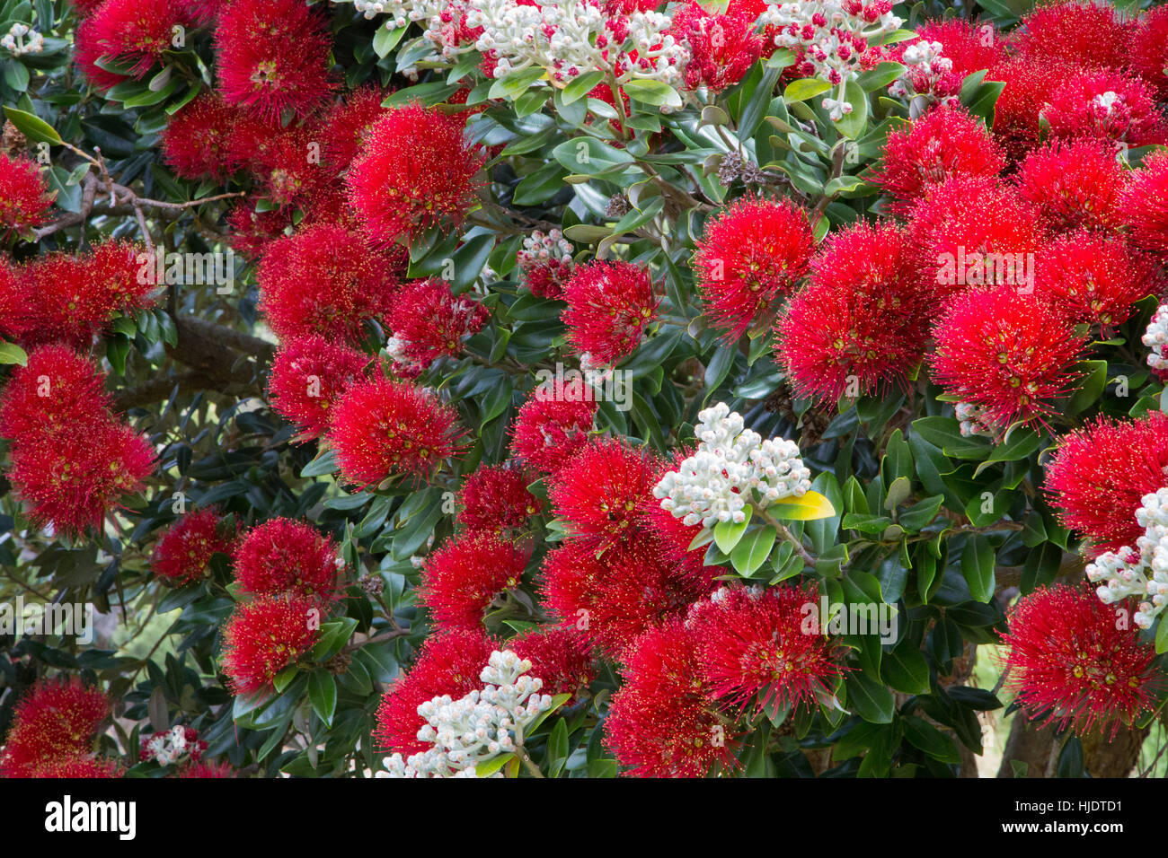 Albero Pohutukawa blooming nella stagione estiva in Nuova Zelanda. Pohutukawa fiori rossi closeup photo. Foto Stock