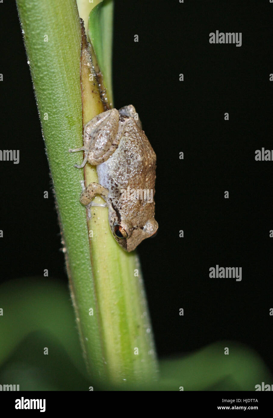 Minor Antillean sibilo (Rana Eleutherodactylus johnstomei) Fond Doux Plantation, St Lucia, Piccole Antille Dicembre Foto Stock