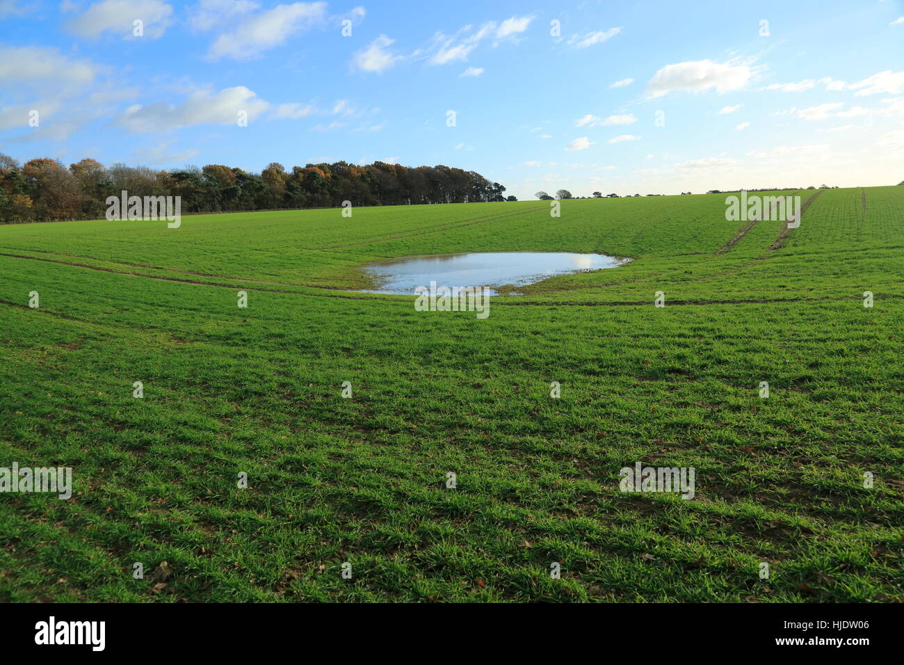 Temporanea piscina di acqua nel campo della depressione che mostra il livello di acqua a tavola, Ramsholt, Suffolk, Inghilterra, Regno Unito Foto Stock