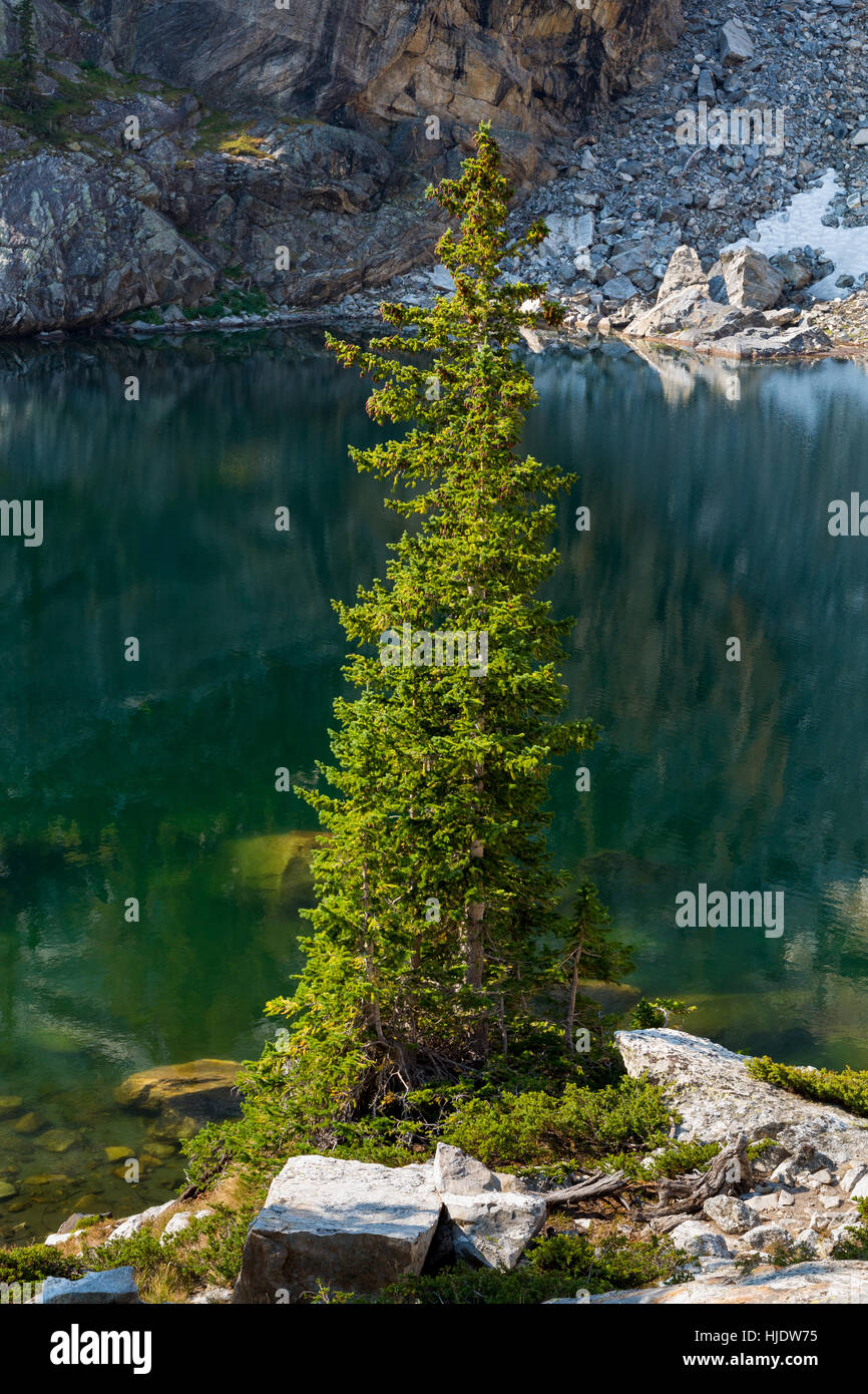 Un piccolo abete alpino albero che cresce sulla riva del lago Ramshead nel Teton Mountains. Il Parco Nazionale del Grand Teton, Wyoming Foto Stock