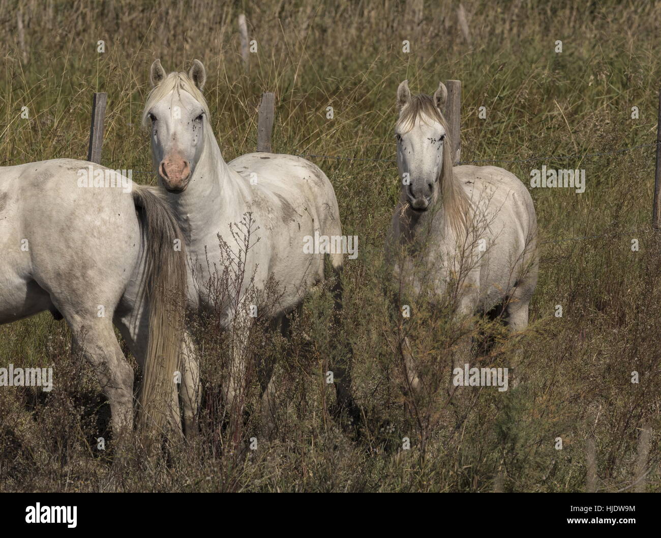 Cam sostengono i cavalli bianchi, in Camargue. Foto Stock