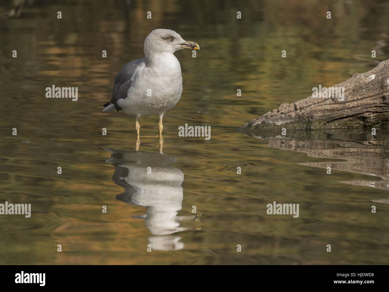 Giallo-zampe, gabbiano Larus michahellis, nel lago; l'autunno. Foto Stock