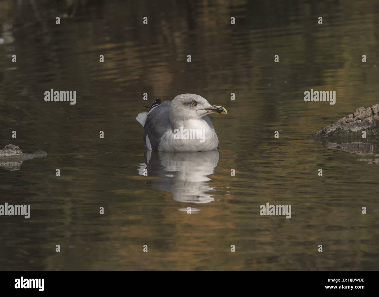 Giallo-zampe, gabbiano Larus michahellis, nel lago; l'autunno. Foto Stock