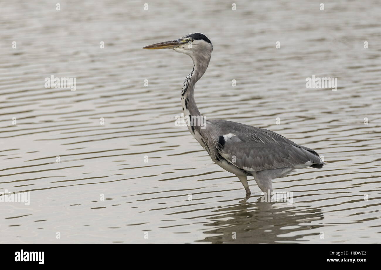 Airone cenerino, Ardea cinerea pesca nel lago. Foto Stock