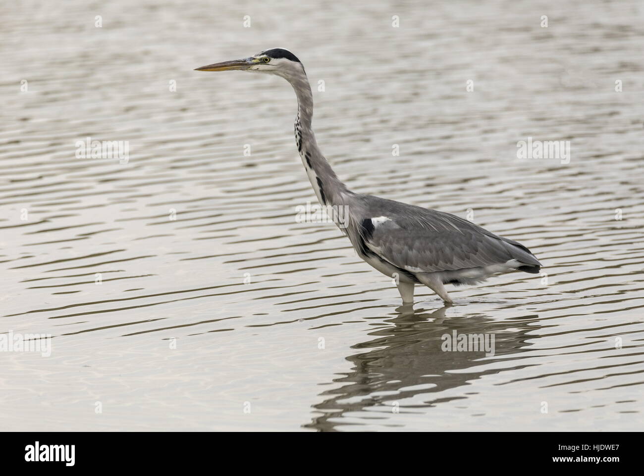 Airone cenerino, Ardea cinerea pesca nel lago. Foto Stock