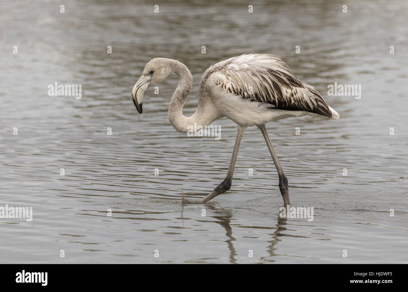 Immaturo superiore il fenicottero rosa Phoenicopterus roseus in laguna in Camargue, il sud della Francia. Foto Stock