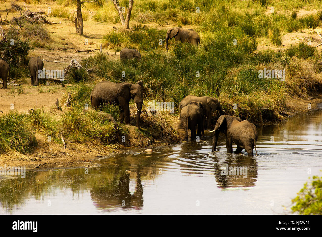 Una mandria di elefanti a Orpen Dam, Kruger National Park, Sud Africa Foto Stock