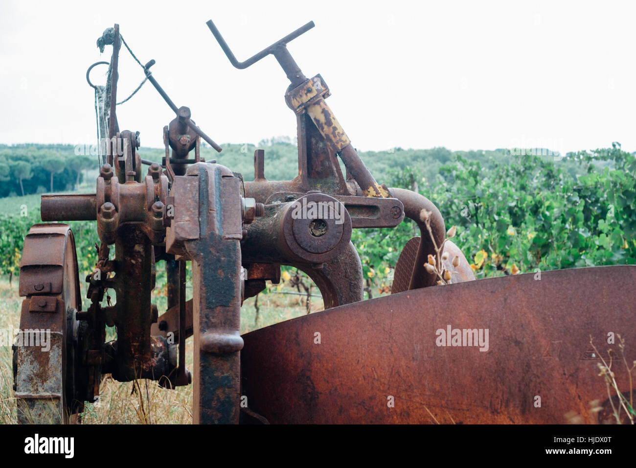 Antica vigna Foto Stock