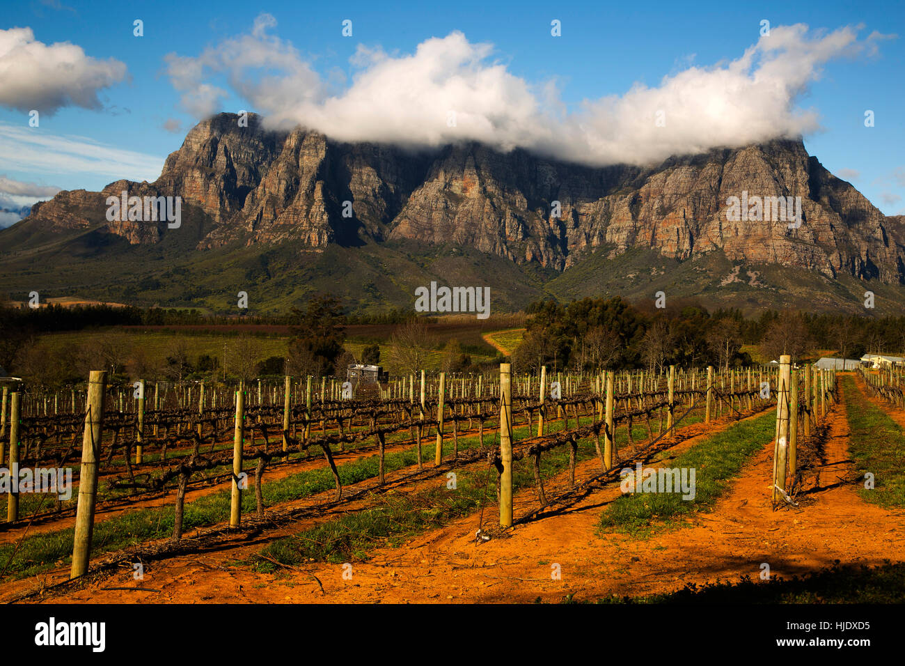 Vigneti di Stellenbosch con Stellenbosch montagne sullo sfondo, Sud Africa Foto Stock
