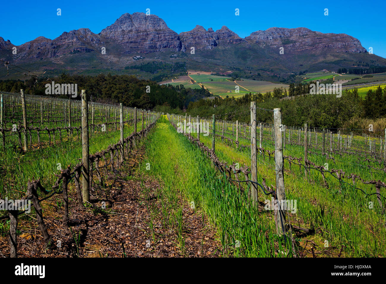 Vigneti di Stellenbosch con Stellenbosch montagne sullo sfondo, Sud Africa Foto Stock