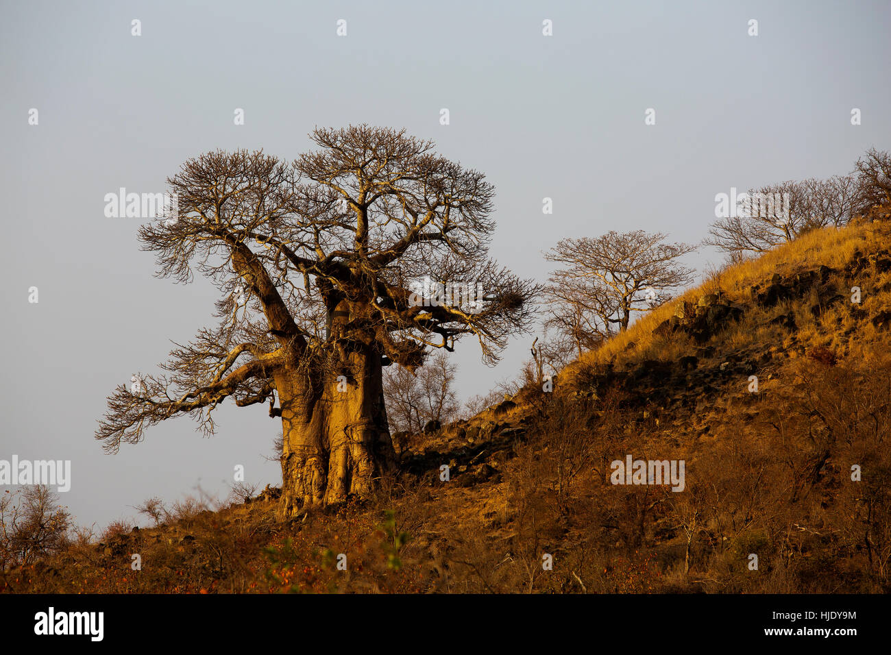 Baobab sulla savana del Kruger National Park, Sud Africa Foto Stock