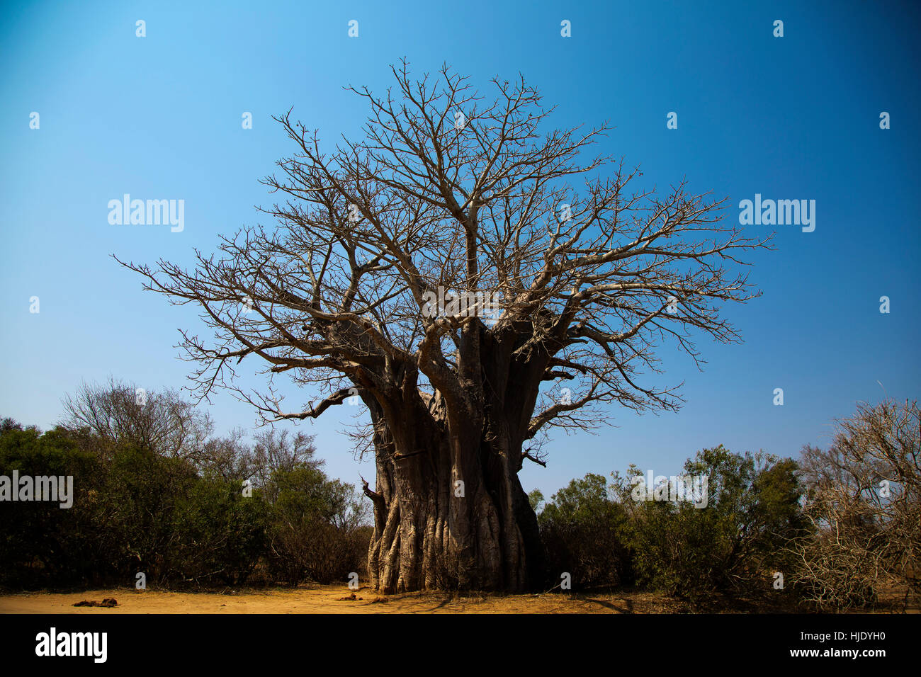 Baobab sulla savana del Kruger National Park, Sud Africa Foto Stock