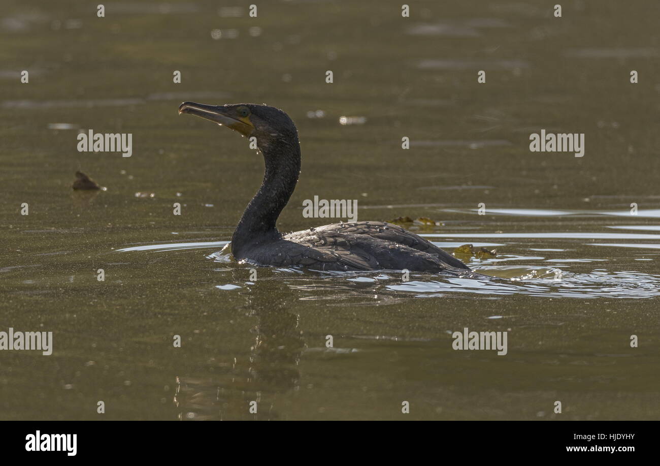 , Cormorano Phalacrocorax carbo, appena affiorante dopo immersione nel lago. Foto Stock