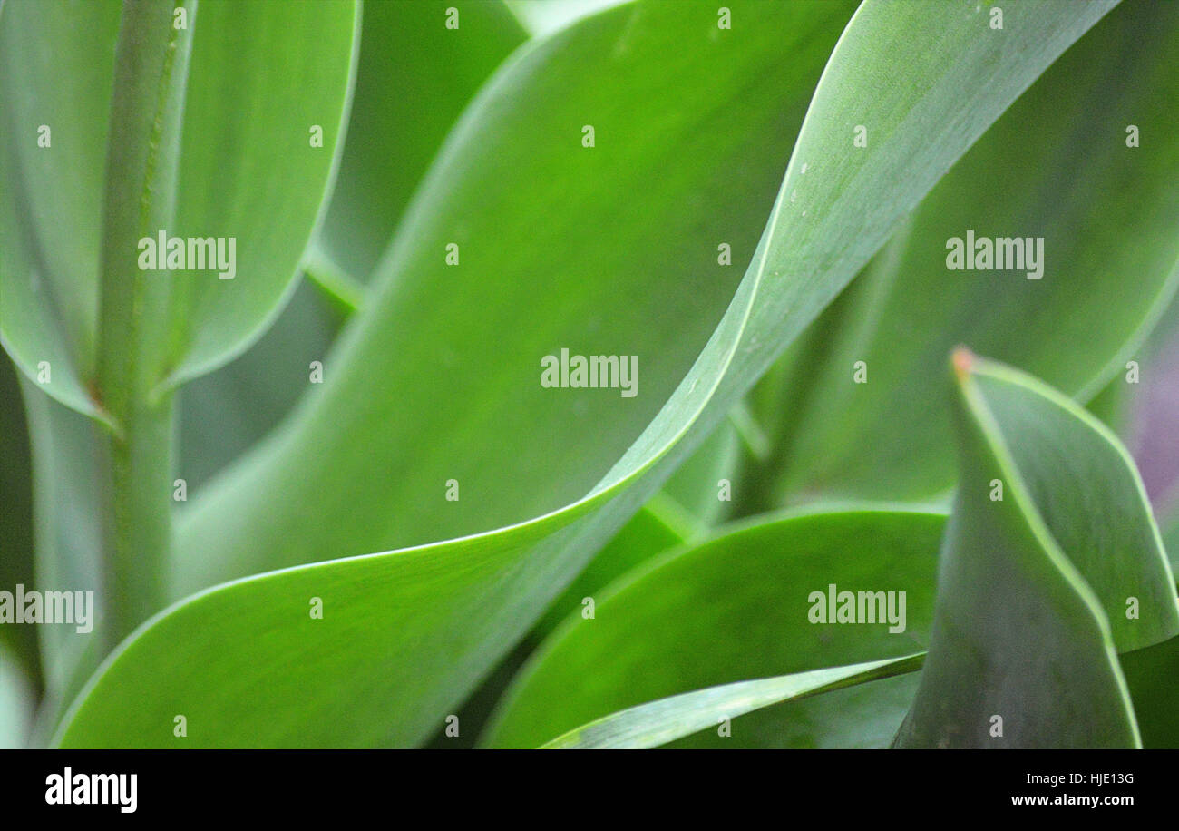 Bella curva tulip verde foglie. Foto Stock