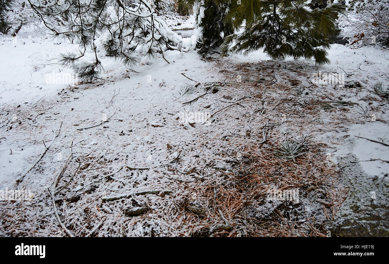 Gli aghi di pino sul terreno spolverato di neve con un pino ramo dietro di esso. Foto Stock