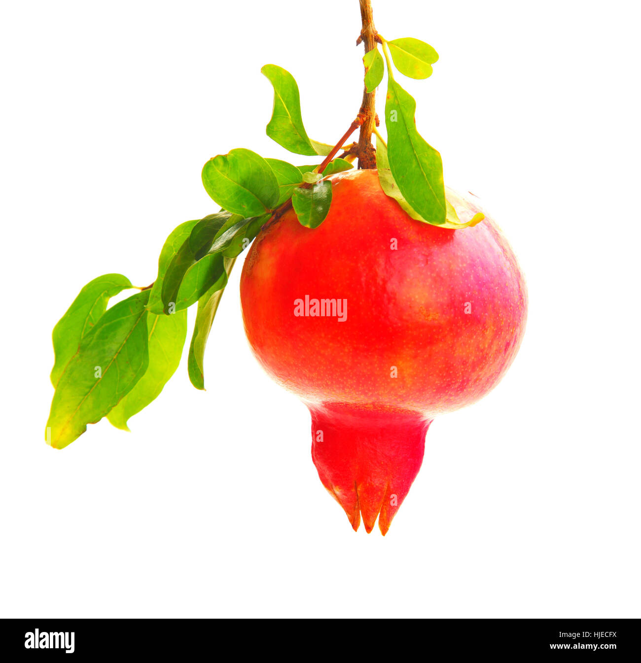 Dolce, isolato, estate, summerly, frutta gustosa, prato verde, rosso ancora in vita, Foto Stock