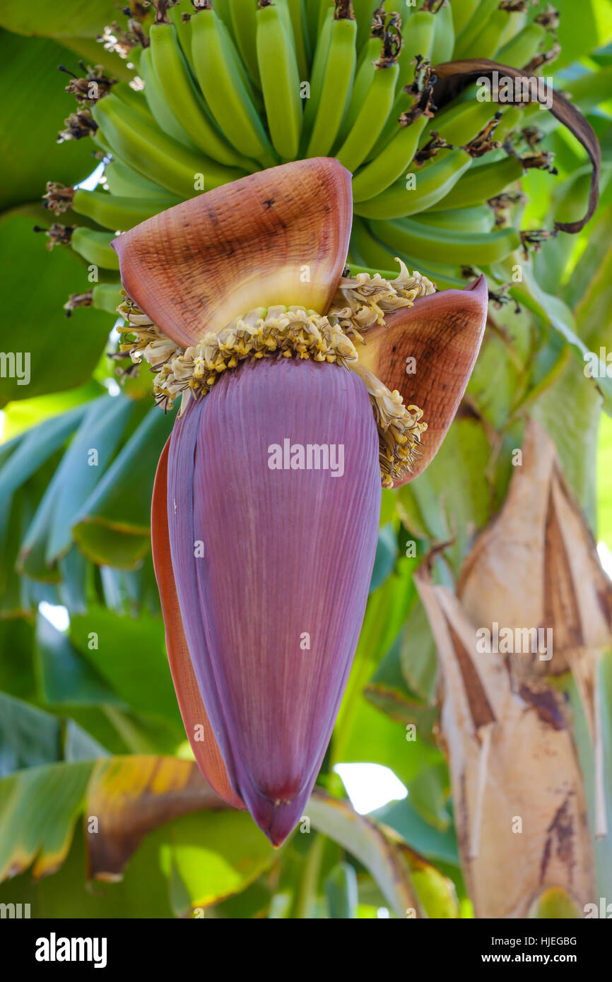 Appendere banana flower close up Foto Stock