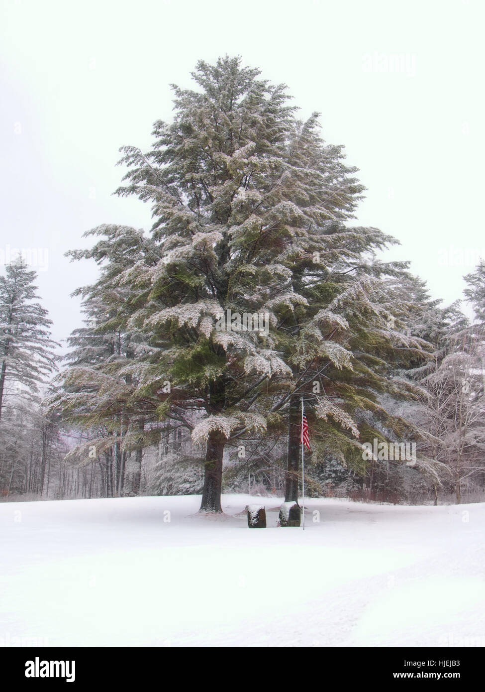 Sempreverdi in un piccolo cimitero in inverno Foto Stock