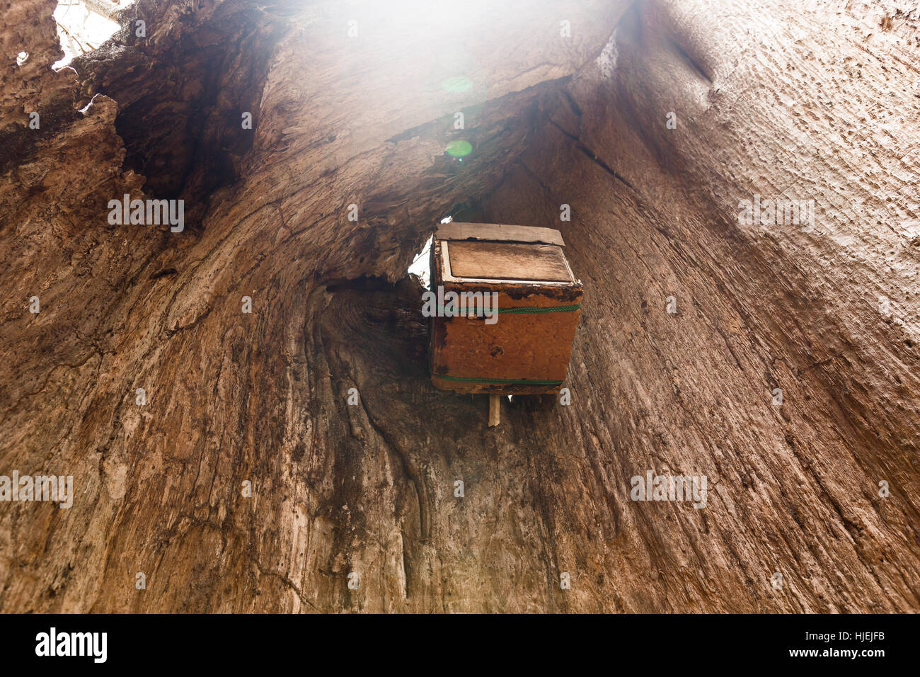 Beehive internamente cava morto baobab, per la produzione di miele locale da persone native API ,Uzi, isola di Zanzibar, Tanzania Africa Foto Stock