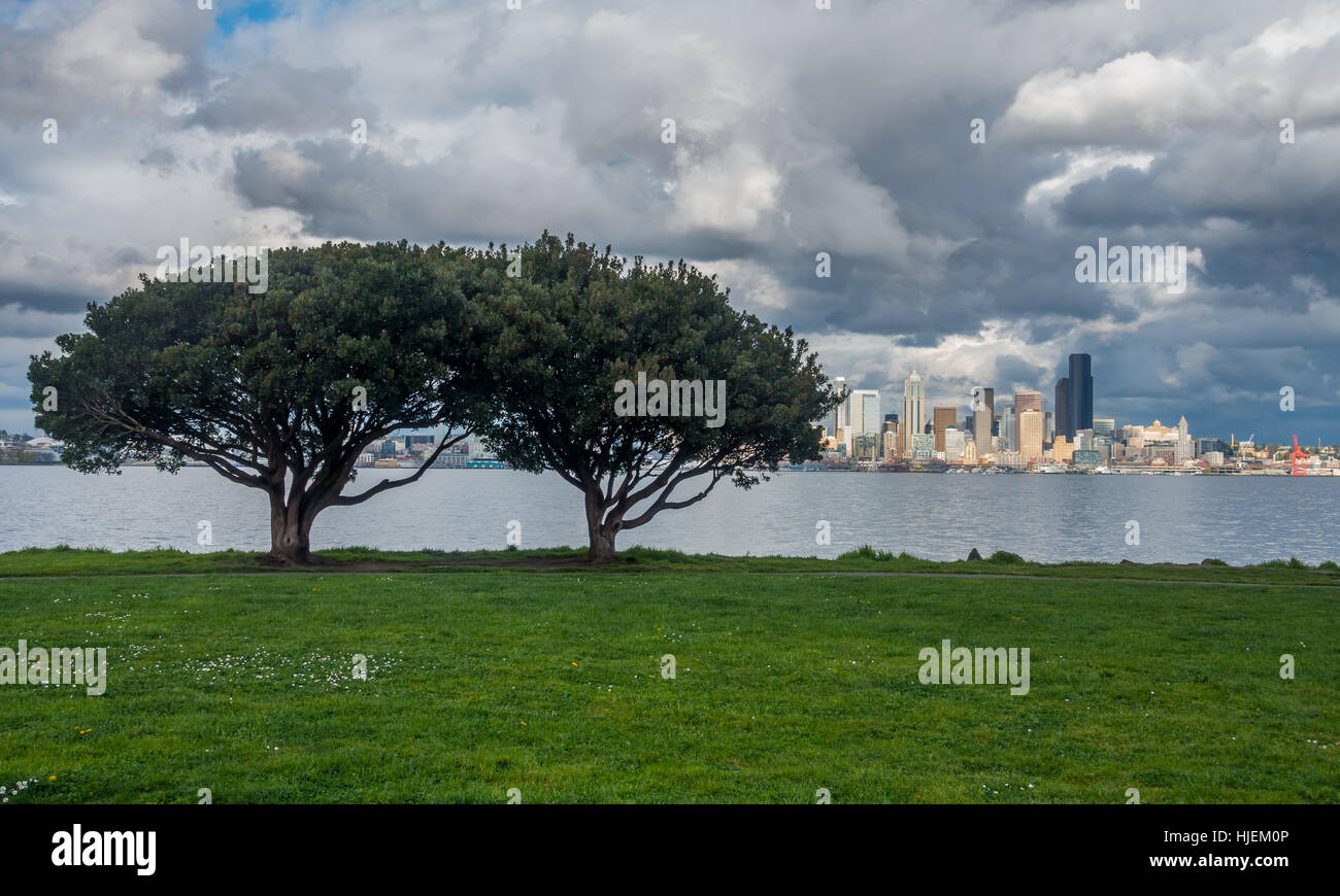 La skyline di Seattle può essere visto dietro due alberi. Foto Stock