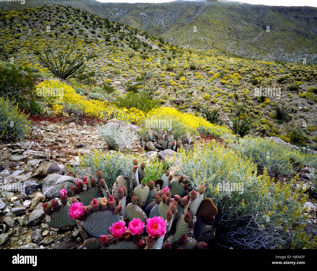 Deserto Deserto, fiori, fiori, piante, flora, Stati Uniti, California, cactus, Foto Stock