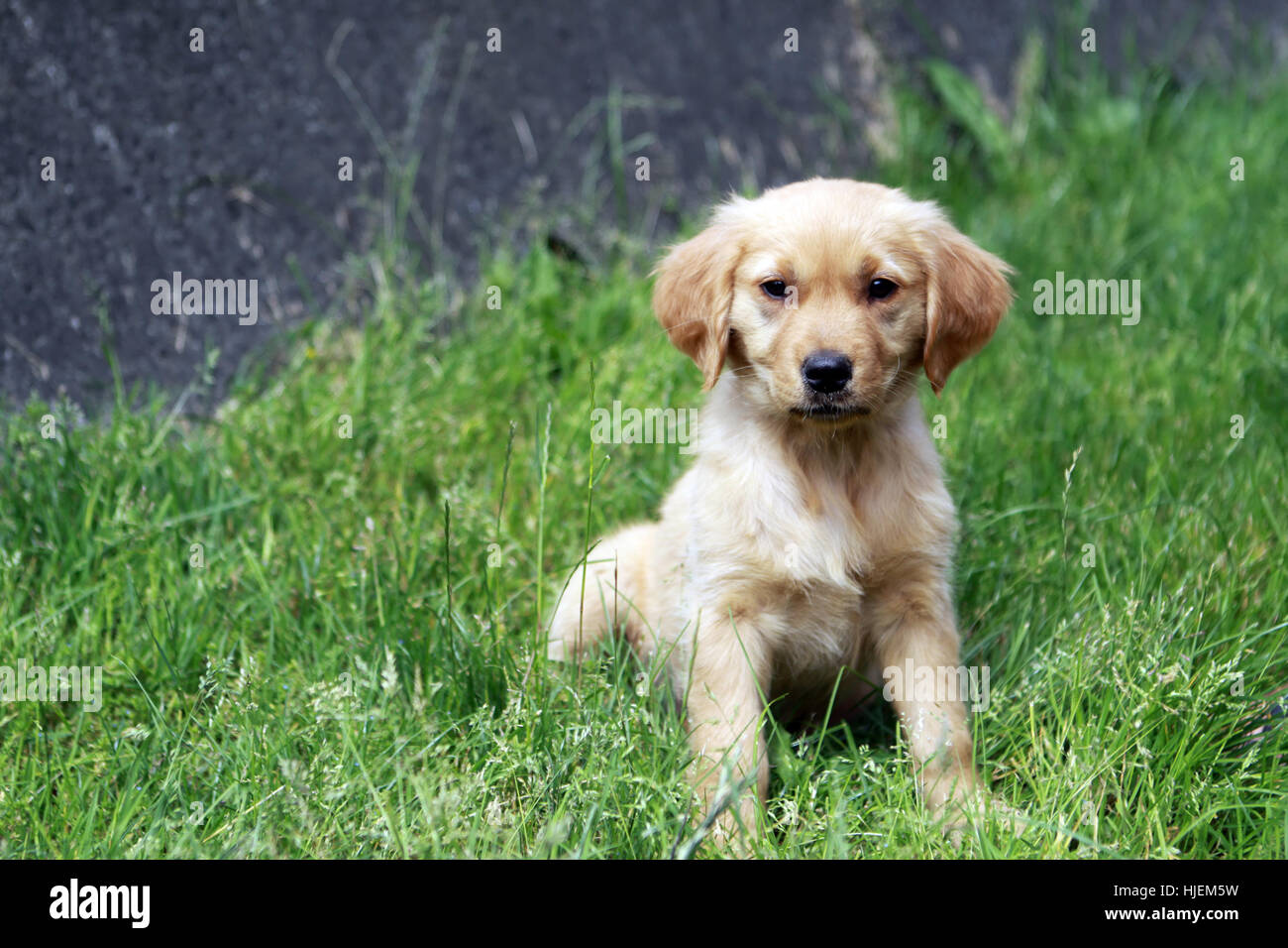 Il pet, cane, giovane animale, animale, pet, mammifero, estate, summerly, cane, cucciolo, Foto Stock
