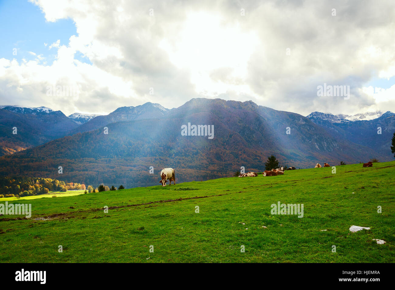 Idilliaco paesaggio autunnale delle Alpi con il pascolo di vacca sul verde e fresco pascoli di montagna Foto Stock
