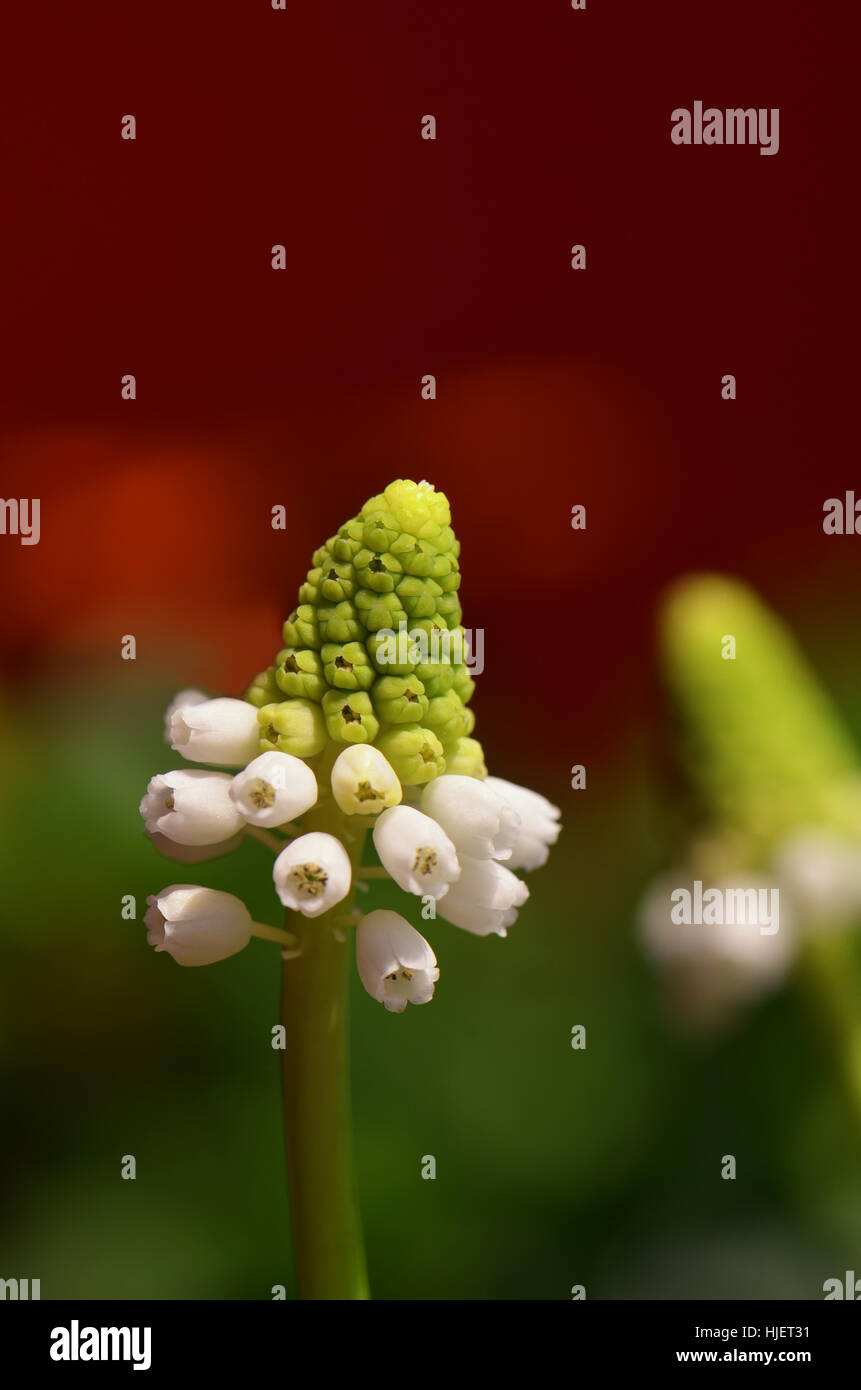 Macro Close-up, macro di ammissione, vista ravvicinata, fiori, piante, bloom, blossom, Foto Stock