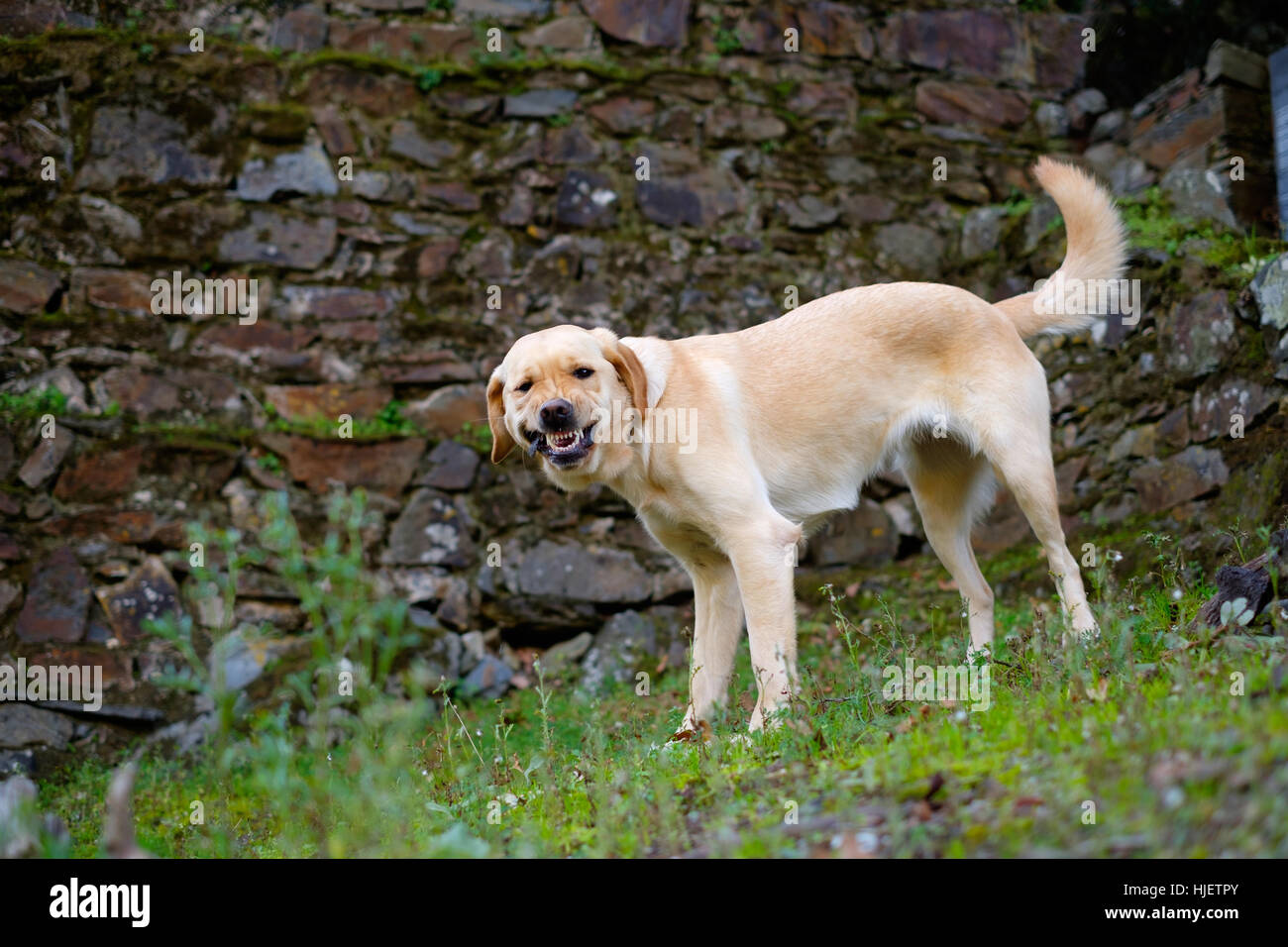 Giallo Labrador Golden Retriever mix cane aggressivo che mostra i suoi denti Foto Stock