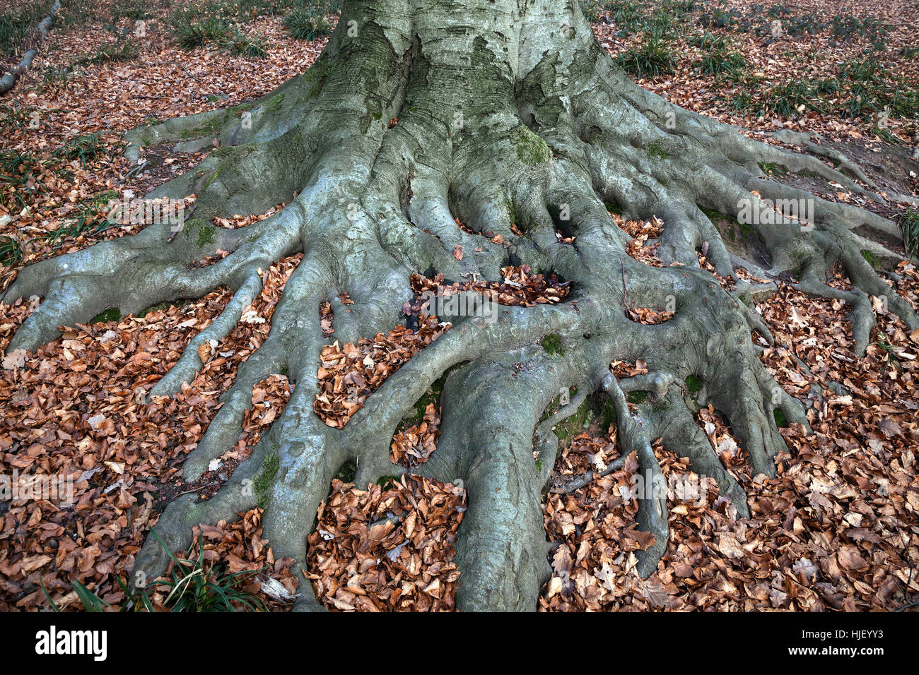 Le radici di un faggio (Fagus), foglie di autunno, Baden-Württemberg, Germania Foto Stock