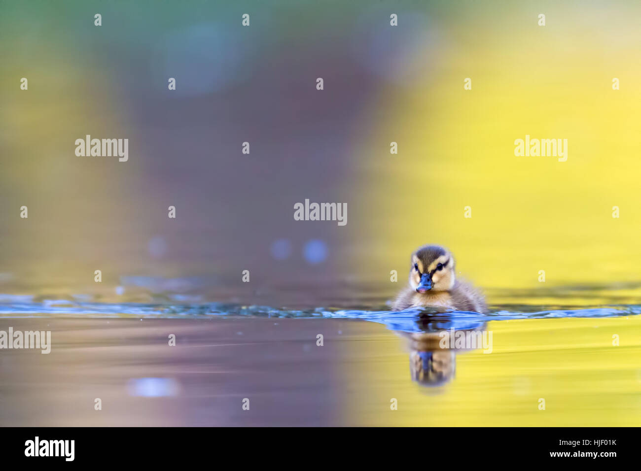Pulcino di germano reale (Anas platyrhynchos) nuotare in acqua di stagno, Germania Foto Stock