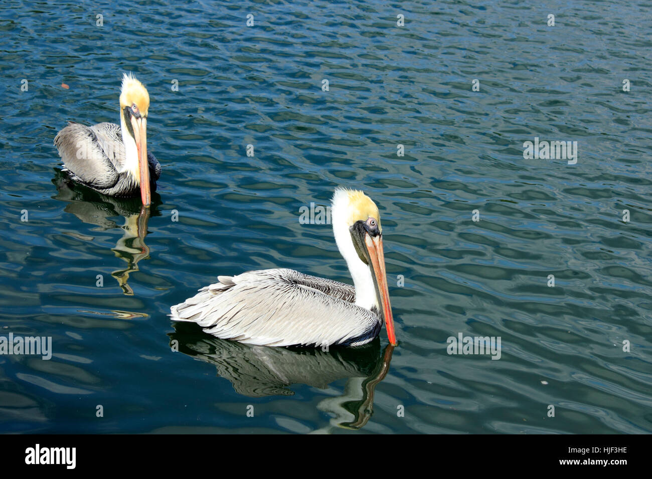 Closeup, american, inverno, Wild, animali, brilla, brilla, luminoso, Lucent, luce, Foto Stock