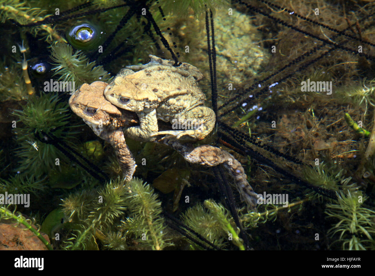 Rospi nozze di stagno Foto Stock