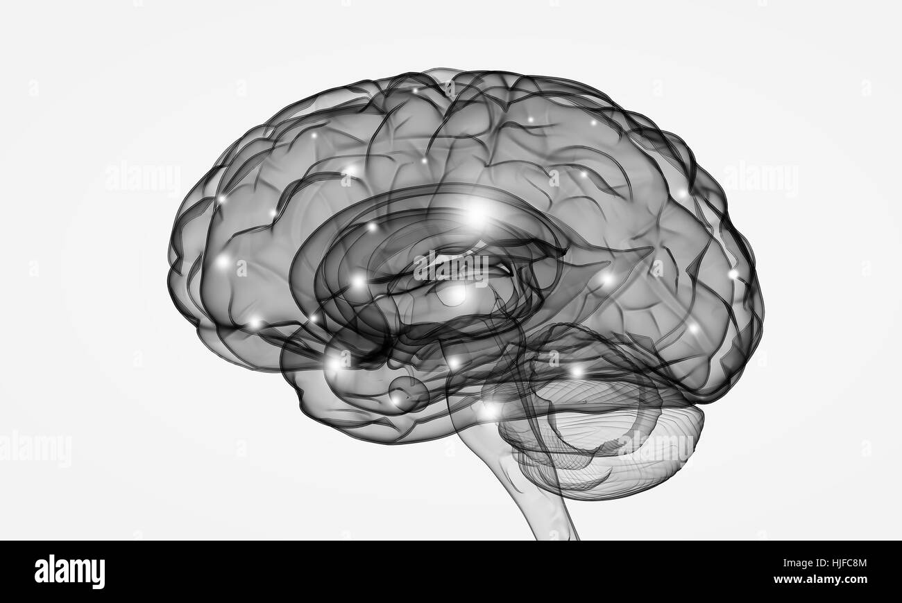 Immagine della scienza con il cervello umano su sfondo bianco Foto Stock