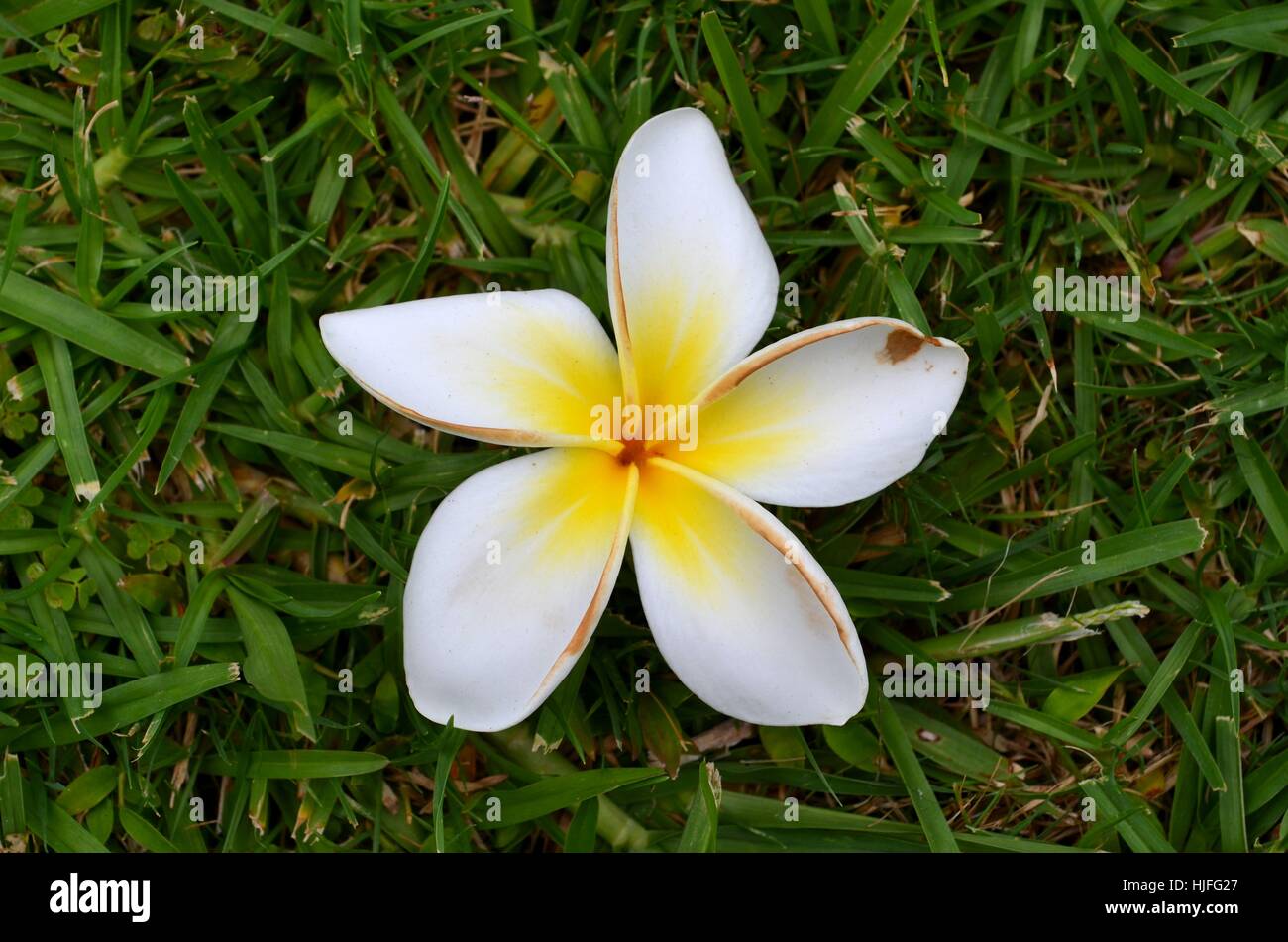 Fiore di frangipani caduto a terra Foto Stock