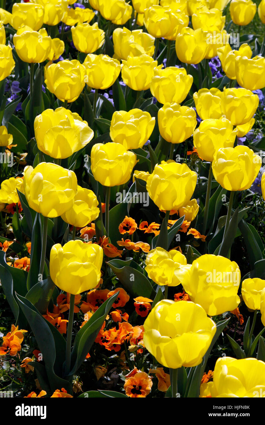 Flower, piante, fiori, flora, botanica, tulipani, tulip, fiori, piante, colorati, Foto Stock