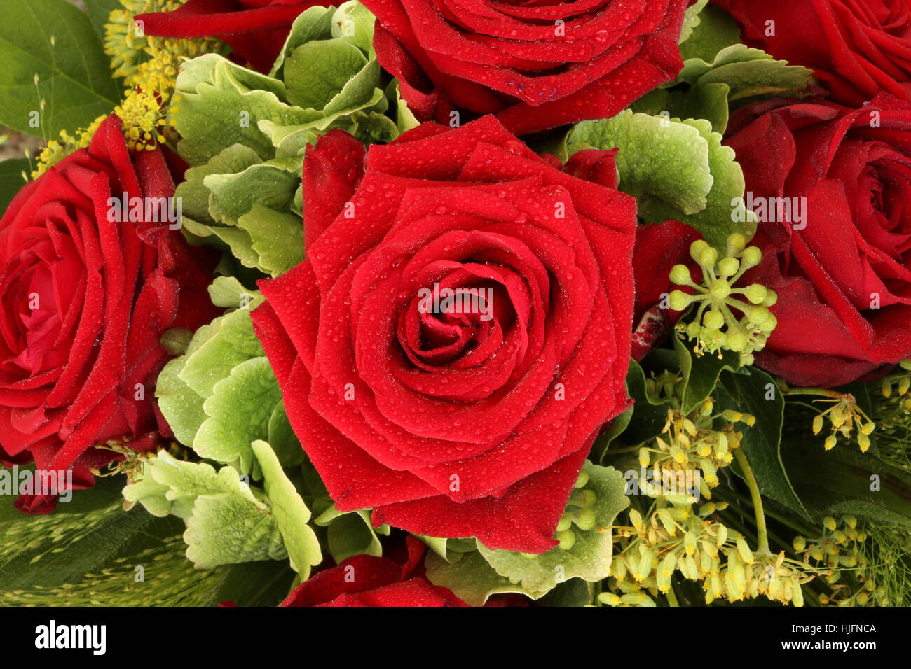 Flower, fiori, piante, fiori, rose, bouquet, giardino, fiore, Foto Stock