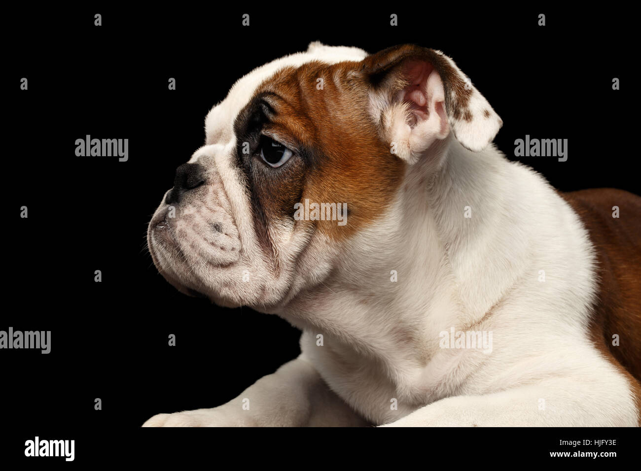 British bulldog cucciolo razza isolato su sfondo nero Foto Stock