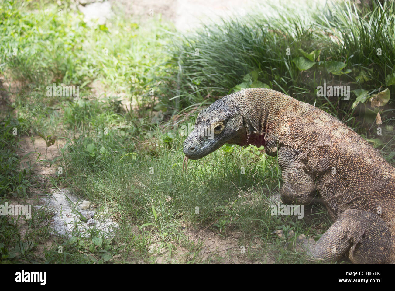 Close up di un drago di Komodo (Varanus komodoensis) Foto Stock