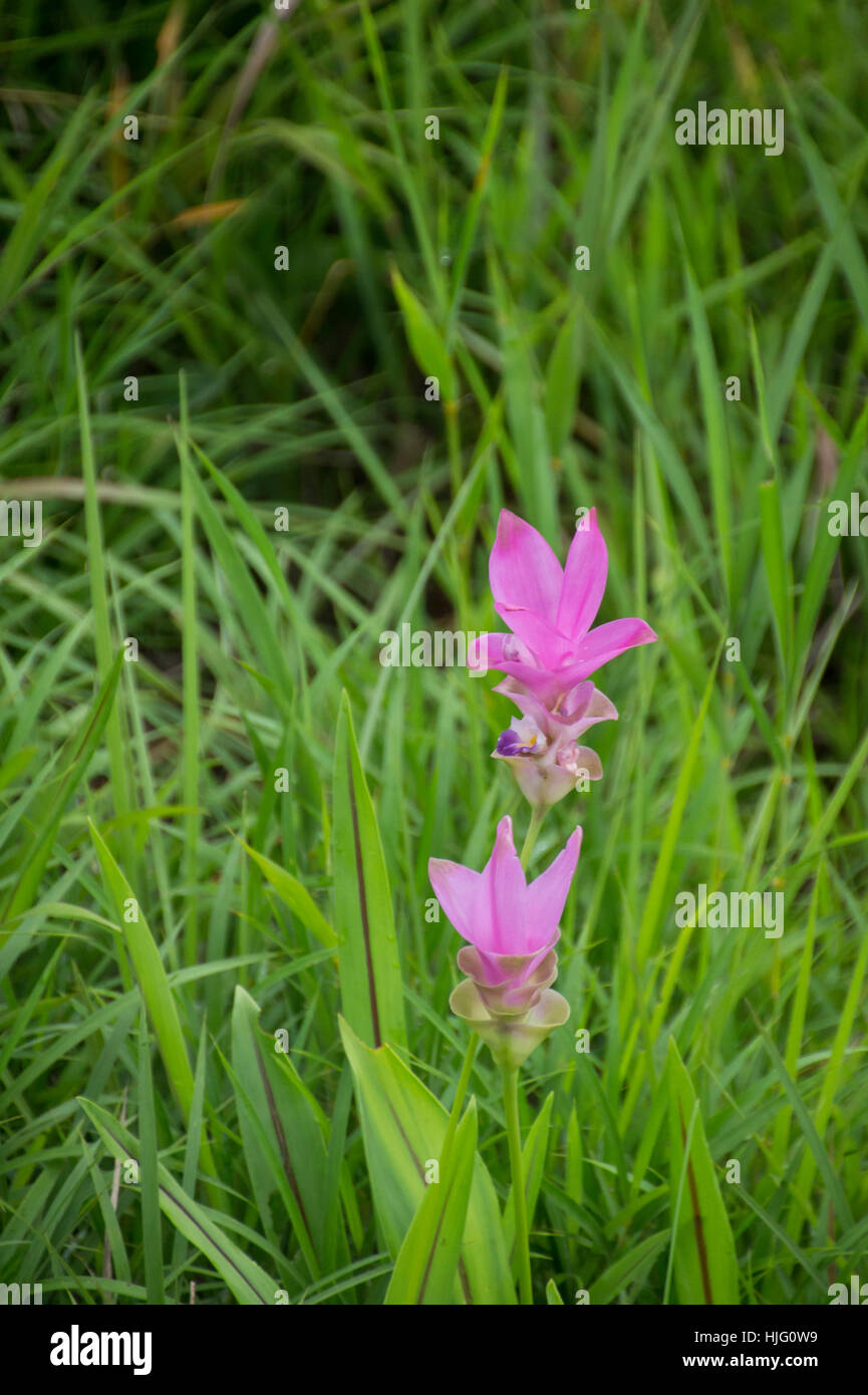 Rosa curcuma alismatifolia o il Siam tulip nel campo. Foto Stock