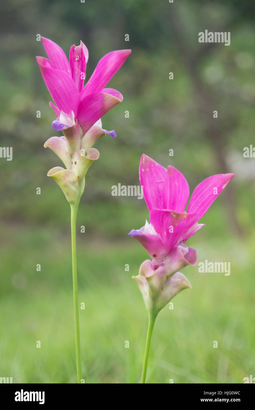 Rosa curcuma alismatifolia o il Siam tulip nel campo. Foto Stock